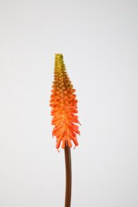 Kniphofia Stem