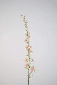 Larkspur pink - 93cm