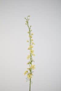 Larkspur yellow - 93cm