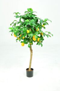 Lemon Tree - 120cm