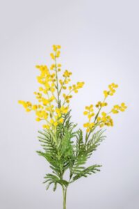 Mimosa Spray 76cm