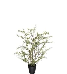 Muehlenbeckia 70cm