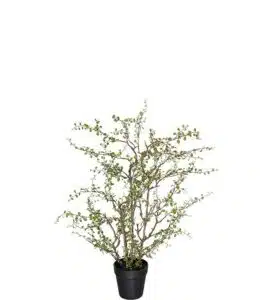 Muehlenbeckia 70cm