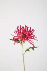 Mum Spray 59cm