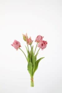 Parrot Tulip x5 - 41cm