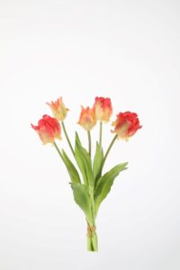 Parrot Tulip x5 - 41cm