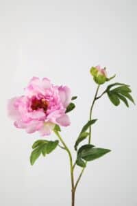 Peony Spray 70cm