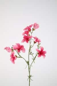 Petunia Spray 92cm