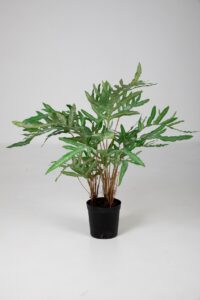 Phlebodium in Pot - 80cm