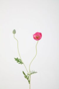 Poppy