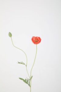 Poppy 61cm