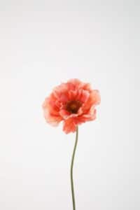 Poppy Single Stem 78cm
