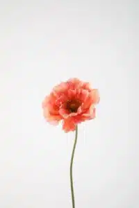 Poppy Single Stem 78cm