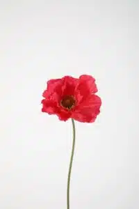 Poppy Single Stem 78cm