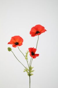 Poppy Spray 63cm