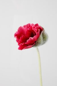 Poppy Stem