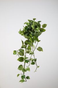 Pothos Bush x11 - 120cm