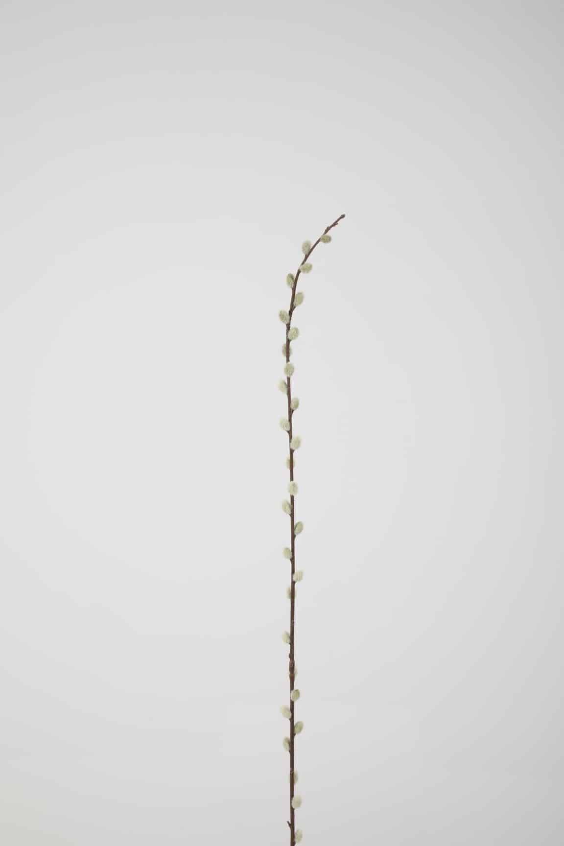 Pussy Willow Stem