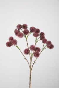 Rambutan Branch