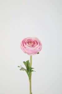 Ranunculus Stem 35cm – Pink