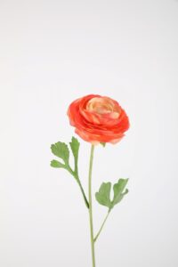 Ranunculus Stem 56cm