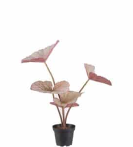 Rexbegonia 35cm