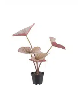 Rexbegonia 35cm