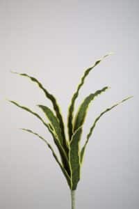 Sanceveria Bush - 80cm