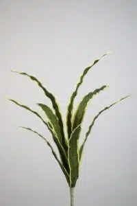 Sanceveria Bush - 80cm