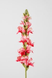 Snapdragon Single Stem 75cm