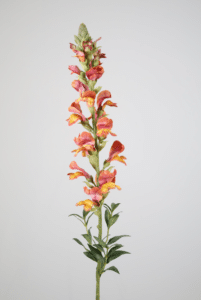 Snapdragon Single Stem 81cm