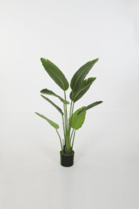 Strelitzia – 120 cm
