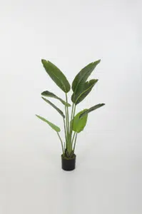 Strelitzia – 120 cm