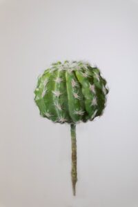 Succulent - 10 x 12cm