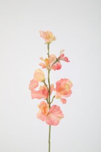 Sweetpea Stem 56cm – Peach
