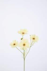 Cosmos Spray x4 67cm