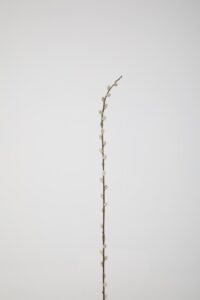 Pussy Willow Stem